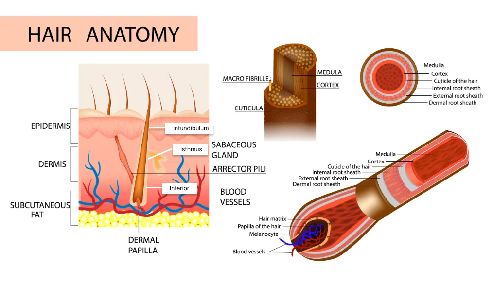 Structure of the hair. Anatomical illustration of hair bulb and hair follicle. Detailed medical illustration Structure of the hair. Anatomical illustration of hair bulb and hair follicle. Detailed medical illustration