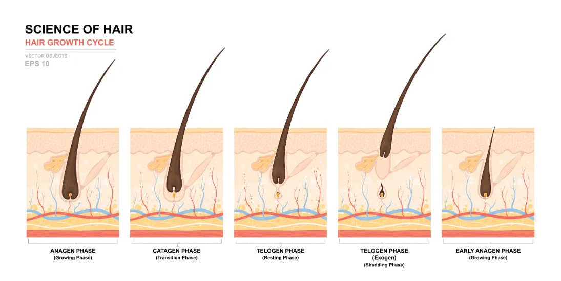 hair cycle Anatomical training poster
