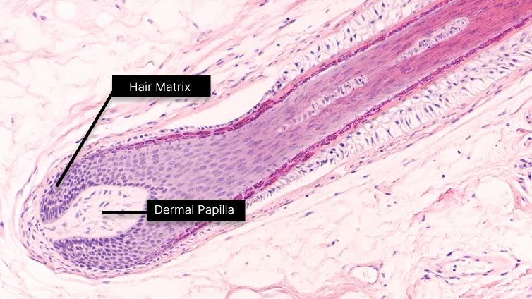 lower hair shaft diagram